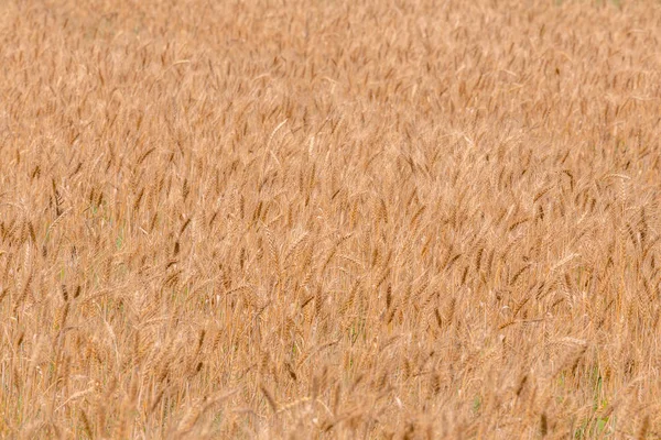 Yellow barley field at daytime under direct sunlight. Fully filled agriculture closeup selective focus background. — Stock Photo, Image