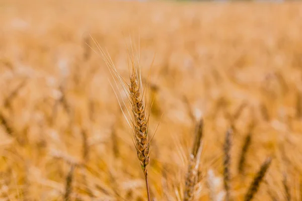 Campo de cevada amarelo durante o dia sob luz solar direta. Fundo agrícola totalmente preenchido . — Fotografia de Stock