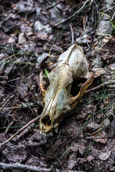 Fuchsschädel auf trockenen Blättern Waldboden Nahaufnahme mit selektivem Fokus und Unschärfe — Stockfoto