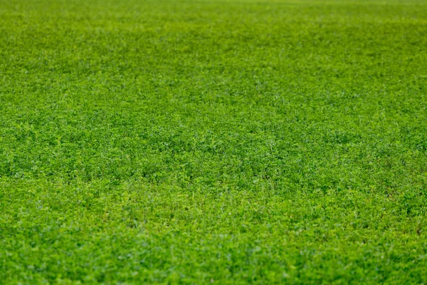 horizonless green peas field agricultural background with selective focus and blur