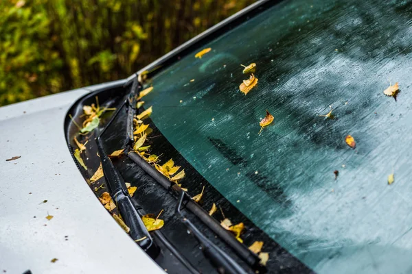 Carro branco no outono dia chuvoso com folhas de vidoeiro laranja foco seletivo win blur closeup — Fotografia de Stock