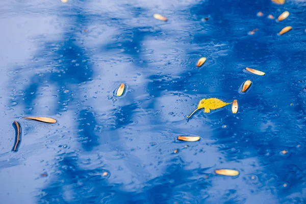 Superfície azul azul azul do carro no outono dia chuvoso com folhas de bétula amarelas foco seletivo com closeup borrão — Fotografia de Stock