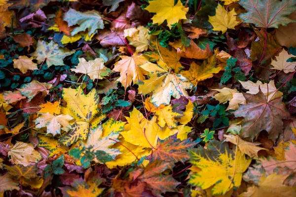 Herfst achtergrond met oranje esdoorn bladeren op groen gras - selectieve focus close shot — Stockfoto