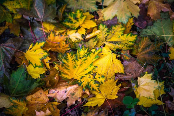 Kontrast jesienne tło z mokrych kolorowych liści klonu na zielonej trawie - selektywne zbliżenie ostrości — Zdjęcie stockowe