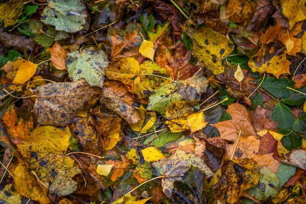 Podzimní zázemí smíšeného typu spadaného listí se selektivním zaměřením — Stock fotografie