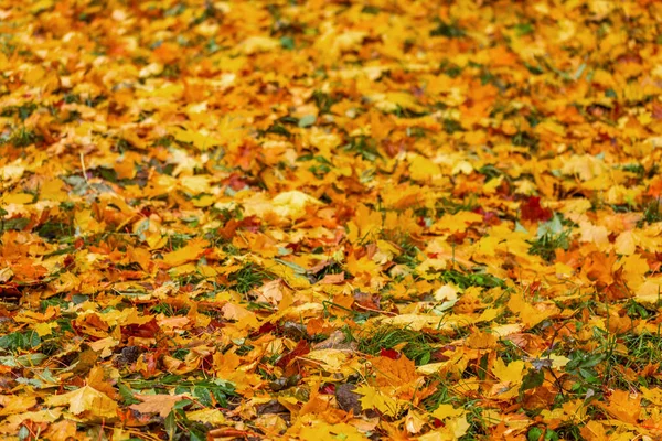 Осенний фон из различных видов опавших деревянных листьев с выборочной фокусировкой и неглубокой глубиной резкости — стоковое фото