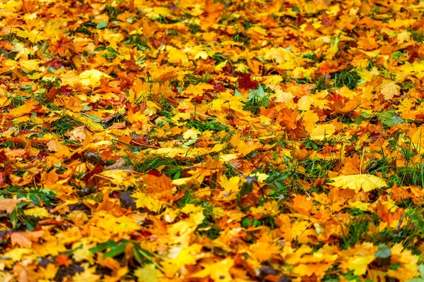 Jesienne tło z opadłych liści klonu z selektywnym ukierunkowaniem i płytką głębią ostrości — Zdjęcie stockowe