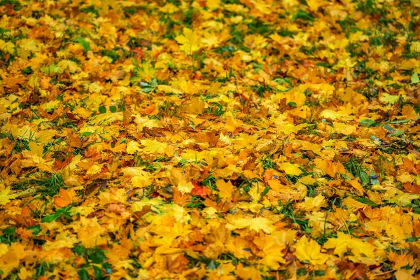 Осенняя неглубокая глубина фона из опавших листьев клена с избирательным фокусом — стоковое фото