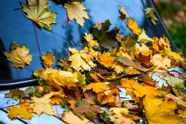 Gevallen esdoorn bladeren op oude zilveren auto motorkap - close-up herfst achtergrond met selectieve focus — Stockfoto