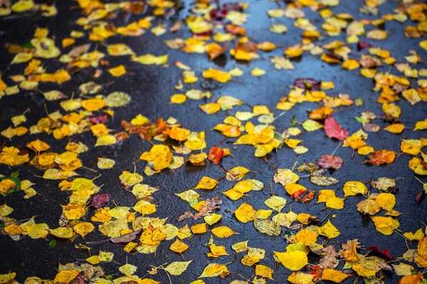 Березовые листья на мокром асфальте - осенний грустный фон с избирательным фокусом и размытием — стоковое фото