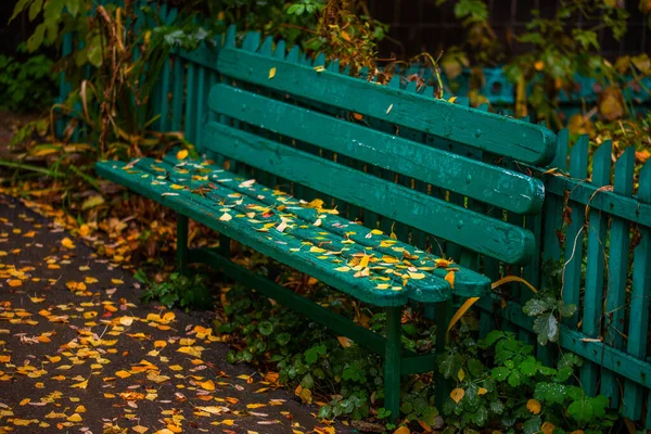 mint green autumn bench with yellow birch leaves at evening