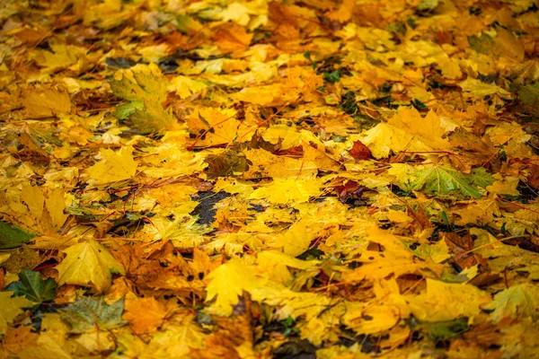 Opadłe liście klonu na ziemi o płytkiej głębokości pola i selektywnym rozmyciu — Zdjęcie stockowe