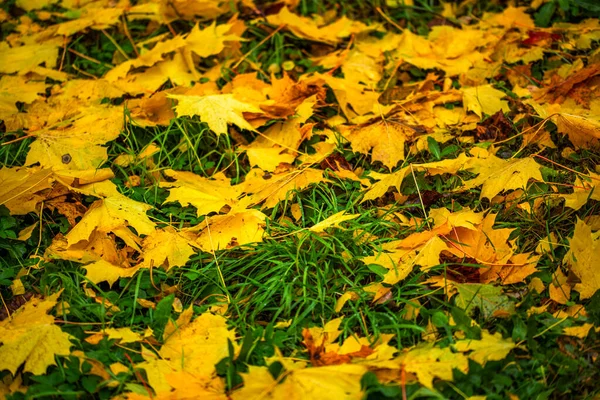 Осенний фон из опавших листьев клена с селективной фокусировкой и неглубокой глубиной резкости — стоковое фото