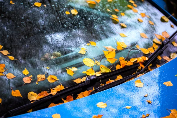 Caído vidoeiro folhas varas no carro azul ultramarino boné e pára-brisas - close up outono foco seletivo fundo — Fotografia de Stock
