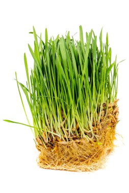 Beyaz arkaplanda izole edilmiş kökleri olan yeşil yulaf filizleri - seçici odak ve arkaplan bulanıklığına sahip yakın plan