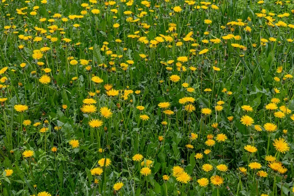 Amarelo dente-de-leão no prado de primavera verde à luz do dia nublado, quadro completo temporada fundo específico . — Fotografia de Stock