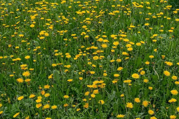 Amarelo dente-de-leão no prado de primavera verde à luz do dia nublado, quadro completo temporada fundo específico . — Fotografia de Stock