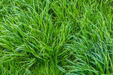 Yumuşak bulutlu gün ışığında basit yeşil yaz çimenleri