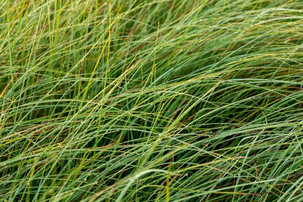 Long thin green swamp grass with morning dew. Close-up with selective focus and blur. — Stock Photo, Image