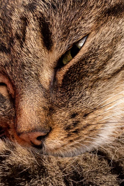 Domestic tabby cat face close-up view with selective focus — Stock Photo, Image