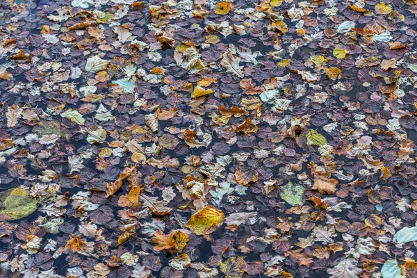 Muitas folhas outonais flutuantes, fundo de quadro completo — Fotografia de Stock