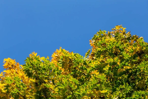 노란 단풍나무와 푸른 하늘 배경의 푸른 잎으로 장식되어 있지 않은 언덕 꼭대기의 단풍나무 — 스톡 사진