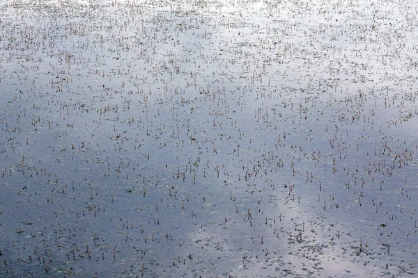 Persicaria amphibia planta aquática que se destaca através da superfície da água do rio ou do lago — Fotografia de Stock