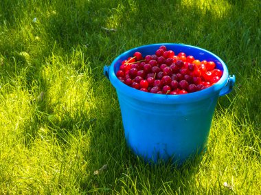 Vibrant cherries fill a blue bucket, placed on a sunny grassy area. This outdoor scene captures the essence of summer freshness and abundance, perfect for food lovers.