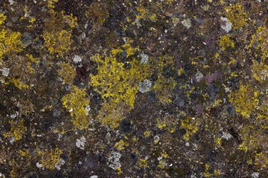 Texture and full-frame background of wet, moldy concrete driveway surface with visible mold and moisture.