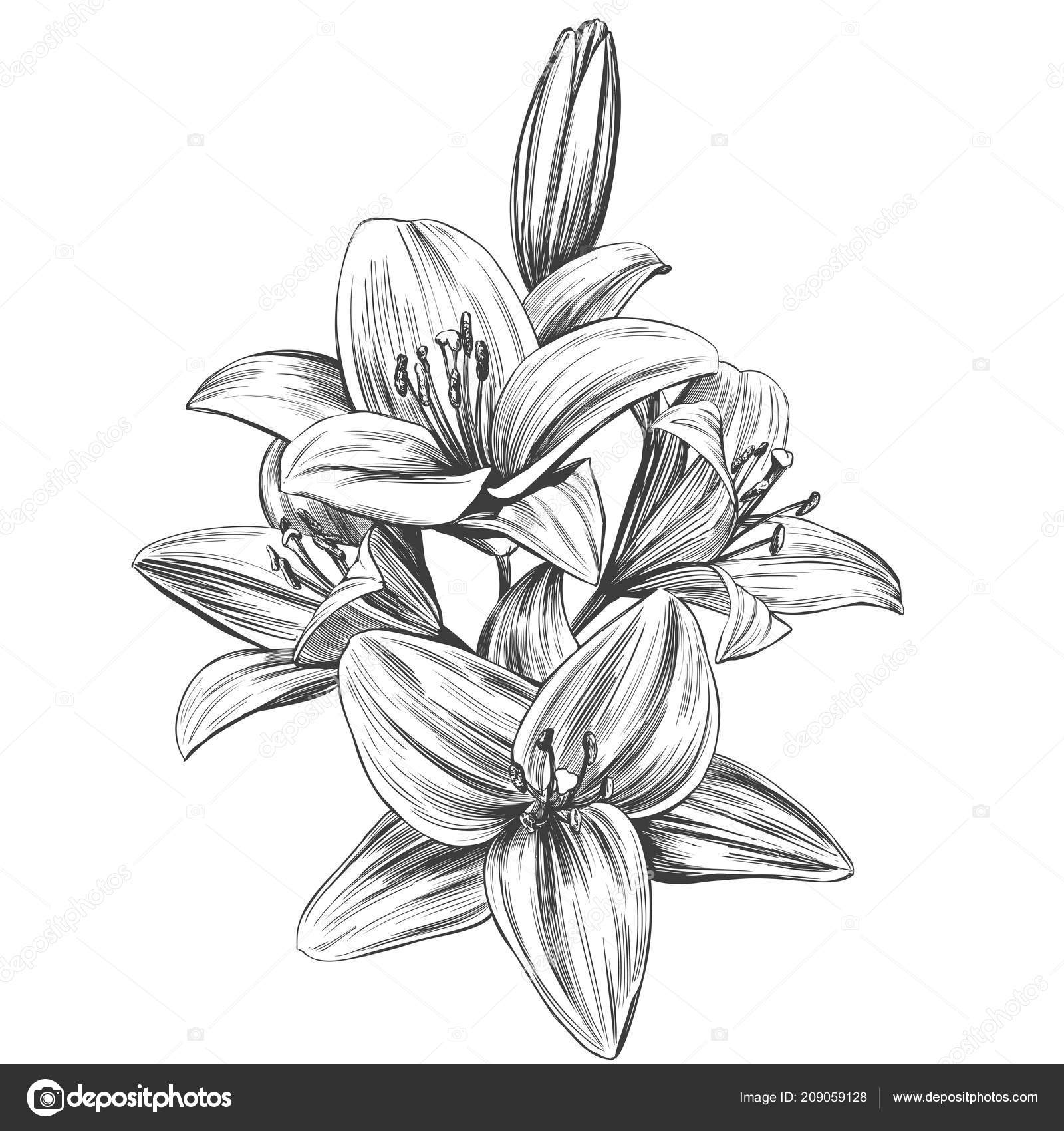 Simple Lilly Sketch Drawing for Beginner
