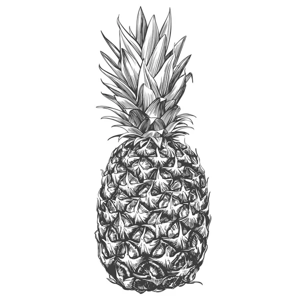 Gambar gambar gambar gambar tangan nanas buah sketsa realistis - Stok Vektor