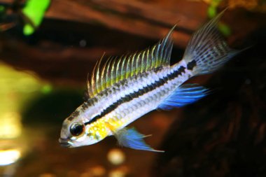 Apistogramma bitaeniata (erkek için kimlik resim)