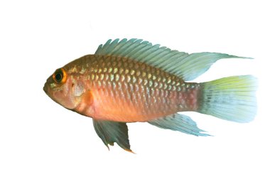 Apistogramma sp. beyaz arka plan üzerinde izole Nanay için kimlik resim