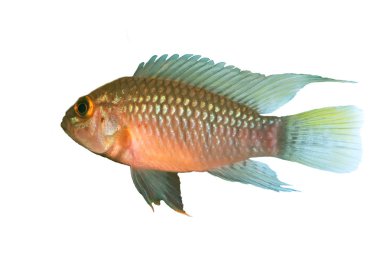 Identification picture for the Apistogramma sp. Nanay isolated over white background clipart