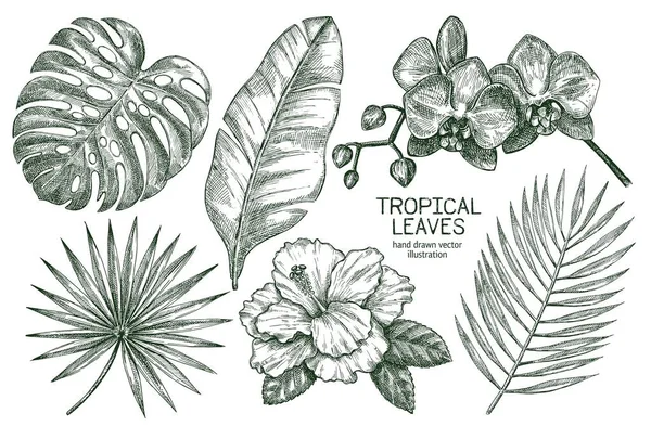Set Tropical Plants Vector Illustration Hand Drawn Style — Stock Vector