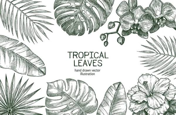 Cornice Con Tema Dei Tropici Illustrazione Vettoriale Stile Disegnato Mano Grafiche Vettoriali