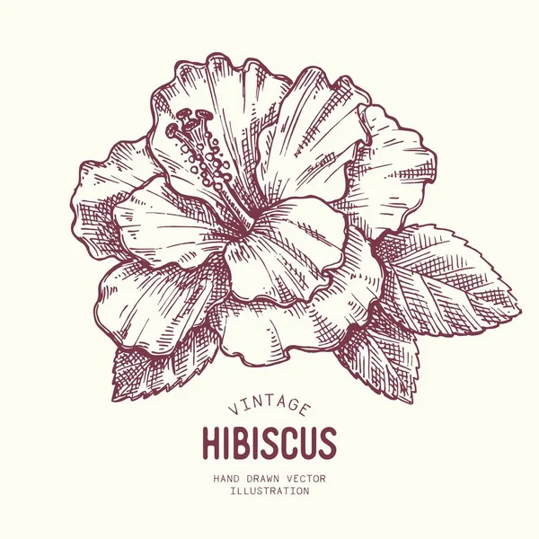 Ręczny Rysunek Szkic Kwiatem Hibiskusa Monochromatyczna Linia Sztuka Ilustracja — Wektor stockowy