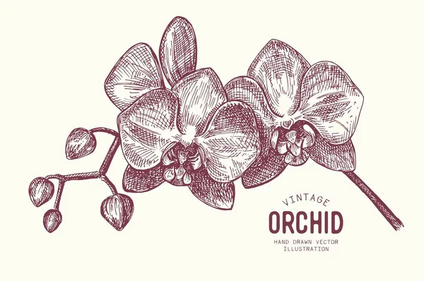 Trópusi Virágok Kézzel Rajzolt Botanikai Illusztrációja Vektor Évjárat Illusztráció Orchidea — Stock Vector