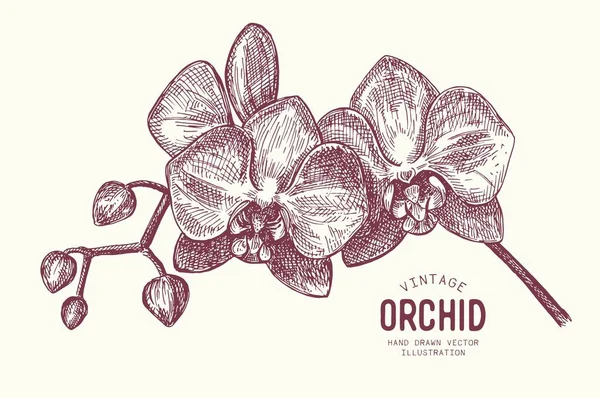 Handritad Botanisk Illustration Tropiska Blommor Vektor Vintage Illustration Orkidé Gren Vektorgrafik