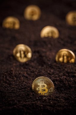 Altın bitcoin toprağa gizli