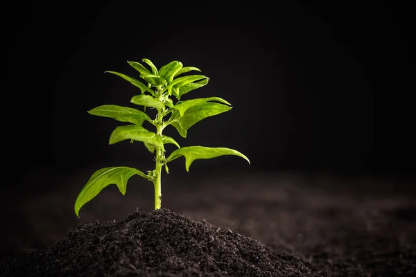 Planta Espinacas Jóvenes Creciendo Suelo — Foto de Stock