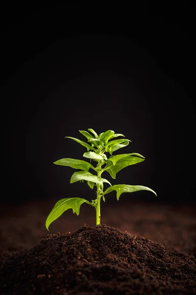Zdravé Bio Špenát Pěstování Půdě — Stock fotografie