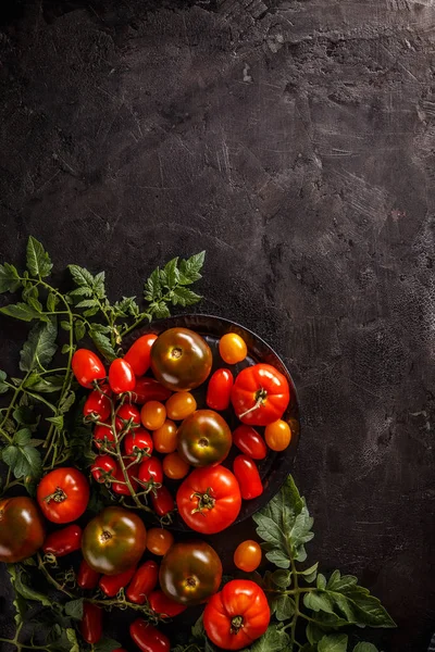 Odrůdy Rajčat Barevné Černém Pozadí — Stock fotografie