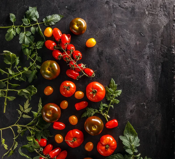 Tomates Orgânicos Frescos Sobre Fundo Preto — Fotografia de Stock