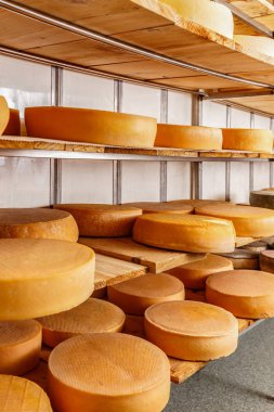birkaç olgun peynir tekerlekler üzerinde görüntülenen raf cheesemaking Shop