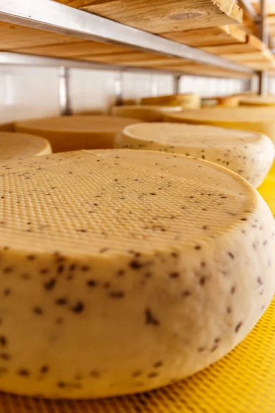 Close up of cheese wheels on the shelves