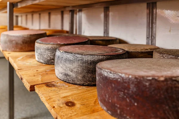 Peynir Ahşap Raflardaki Yaşlanma Tekerlekler — Stok fotoğraf