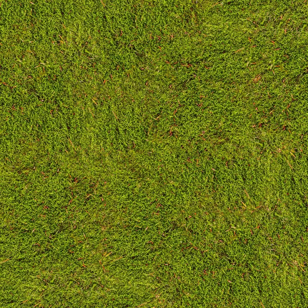 Hipnyum yosununun arka planı — Stok fotoğraf