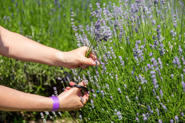 Woman hand picking lavender — Stock Photo, Image