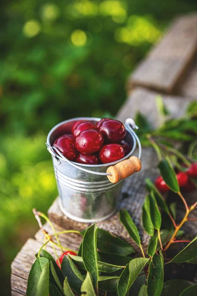 Ripe sour cherries — Stock Photo, Image